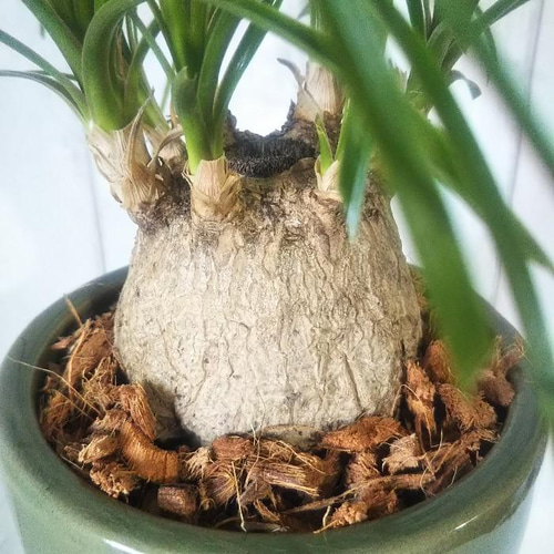 現品】珍しい観葉植物 ノリナ ポニーテール トックリラン 爽やか