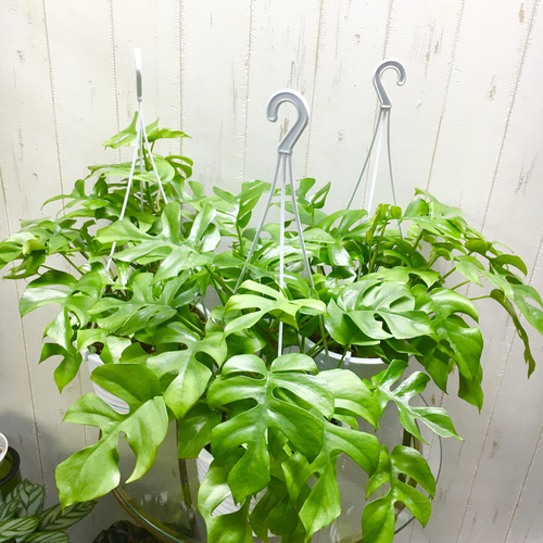株立ち ヒメモンステラ 6号 吊り鉢 その他インテリア雑貨 PLANTS