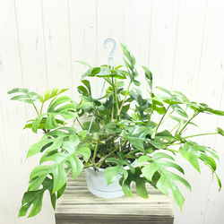 株立ち ユーカリ ポポラス 10号 その他インテリア雑貨 PLANTS SHOP