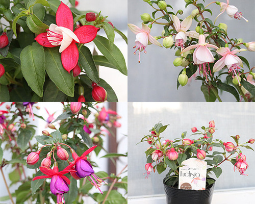 35a5b518eaed0a4bc010b2b86df025