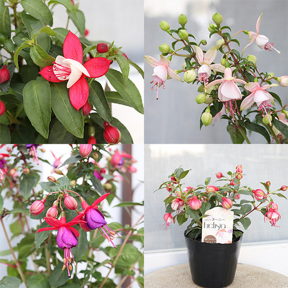 花苗 フクシア プーニー 3.5号 宿根草 ガーデン 鉢植え 庭植え 丈夫