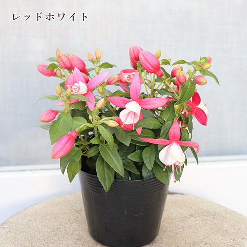 花苗 フクシア プーニー 3.5号 宿根草 ガーデン 鉢植え 庭植え 丈夫