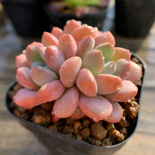 多肉植物 韓国苗 エケベリア キシリトール 抜き苗 5個 セット