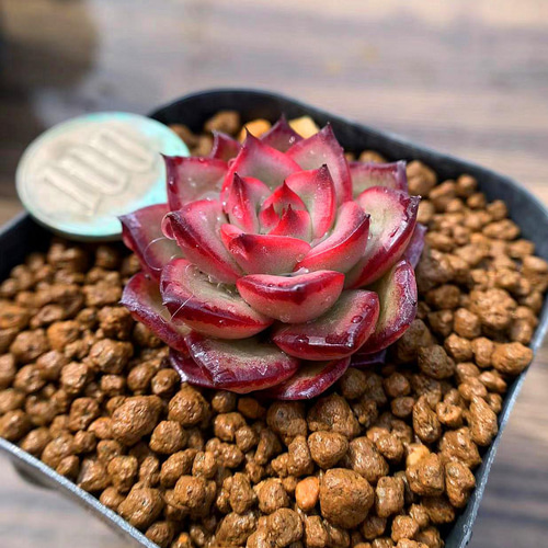 335.多肉植物 寄せ植え エケベリア属 レッドポルデンシス（新品種