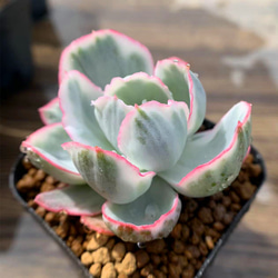 467.多肉植物 寄せ植え エケベリア属 ピンクモンロー 抜き苗