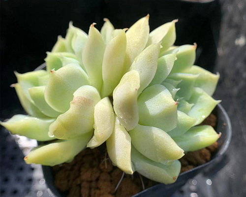 ca9c15e9a9b1221bdc4e21677f0358