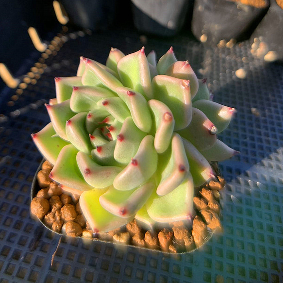 340.多肉植物 寄せ植え エケベリア属 agavoides Halloween（2頭）大 新入荷　美苗　抜き苗 4枚目の画像