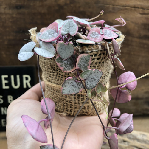 レディーハート♡斑入りハートカズラ♡多肉植物♡垂れ下がり アート