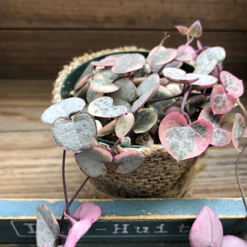 レディーハート♡斑入りハートカズラ♡多肉植物♡垂れ下がり アート