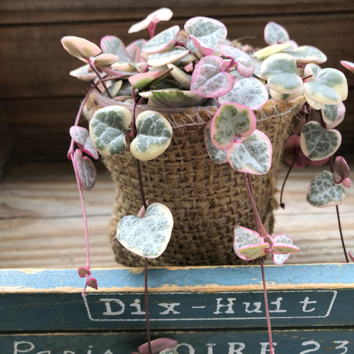 レディーハート♡斑入りハートカズラ♡多肉植物♡垂れ下がり アート