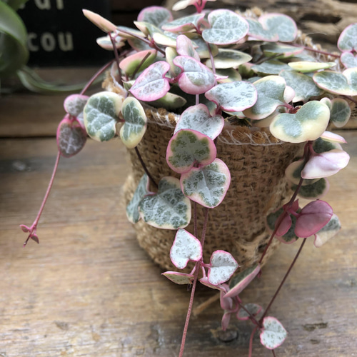 〈人気〉斑入りハートカズラ♡レディーハート②抜き苗 多肉植物 レディハート（斑入りハートカズラ）抜き苗 根付き お