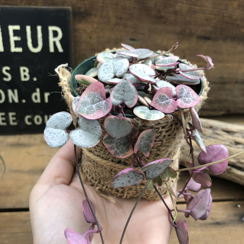 〈人気〉斑入りハートカズラ♡レディーハート②抜き苗 レディーハート♡斑入りハートカズラ♡多肉植物♡垂れ下がり