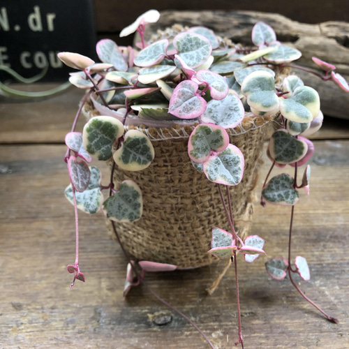 レディーハート♡斑入りハートカズラ♡多肉植物♡垂れ下がり アート