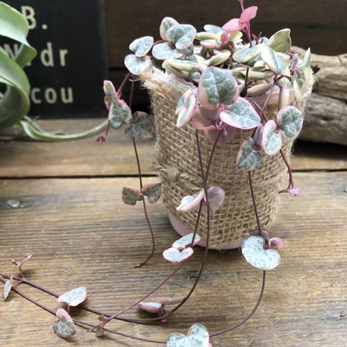 レディーハート♡斑入りハートカズラ♡多肉植物♡垂れ下がり