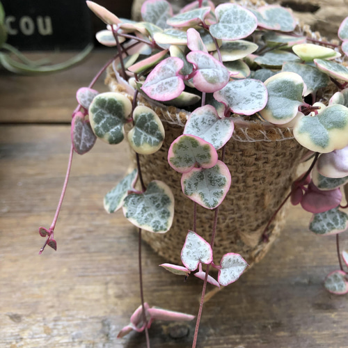 レディーハート♡斑入りハートカズラ♡多肉植物♡垂れ下がり アート