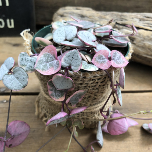 レディーハート♡斑入りハートカズラ♡多肉植物♡垂れ下がり アート