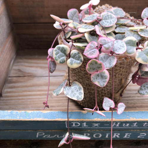 レディーハート♡斑入りハートカズラ♡多肉植物♡垂れ下がり アート