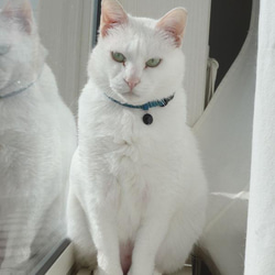 猫の首輪　トリミングブレードV③　サンドベージュ 8枚目の画像