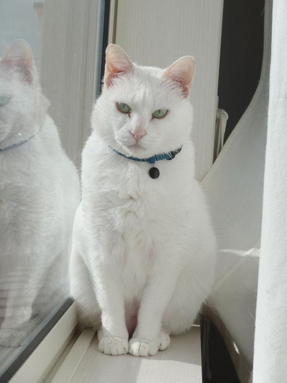 猫の首輪　トリミングブレードV③　サンドベージュ 8枚目の画像