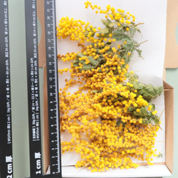 ドライフラワーミモザ 2枚目の画像