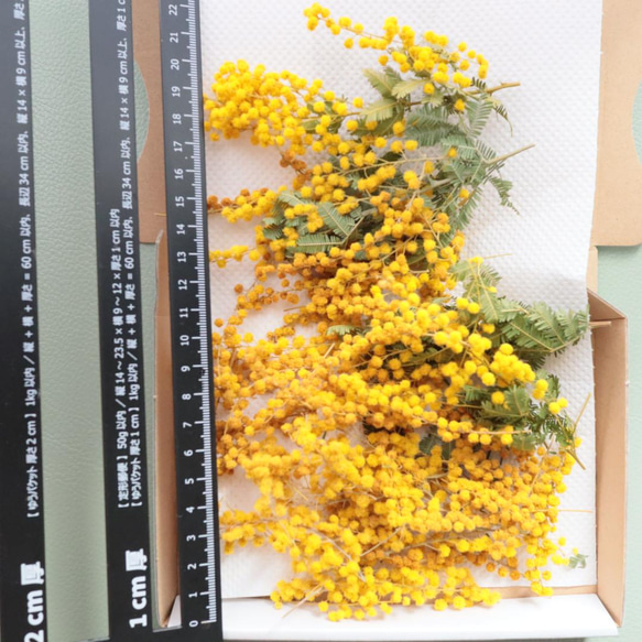ドライフラワーミモザ 2枚目の画像