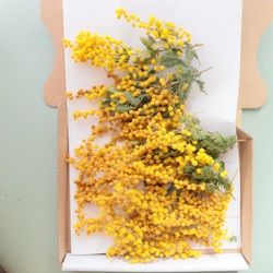 ドライフラワーミモザ 1枚目の画像