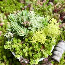 セダムの森(盛り)＊多肉植物＊カット苗 2枚目の画像