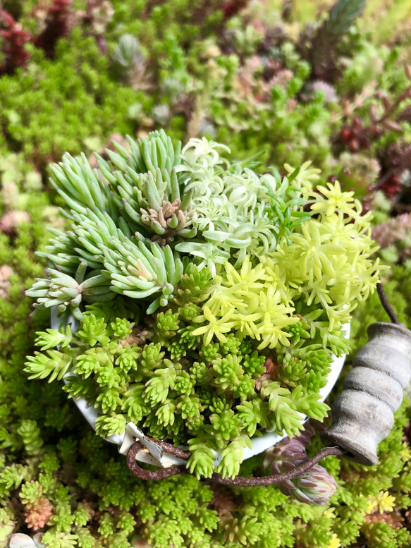 セダムの森(盛り)＊多肉植物＊カット苗 2枚目の画像