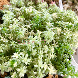 セダムの森(盛り)＊多肉植物＊カット苗 7枚目の画像