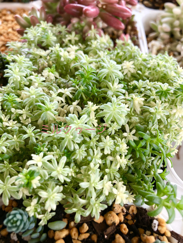 セダムの森(盛り)＊多肉植物＊カット苗 7枚目の画像