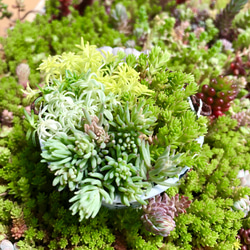 セダムの森(盛り)＊多肉植物＊カット苗 1枚目の画像