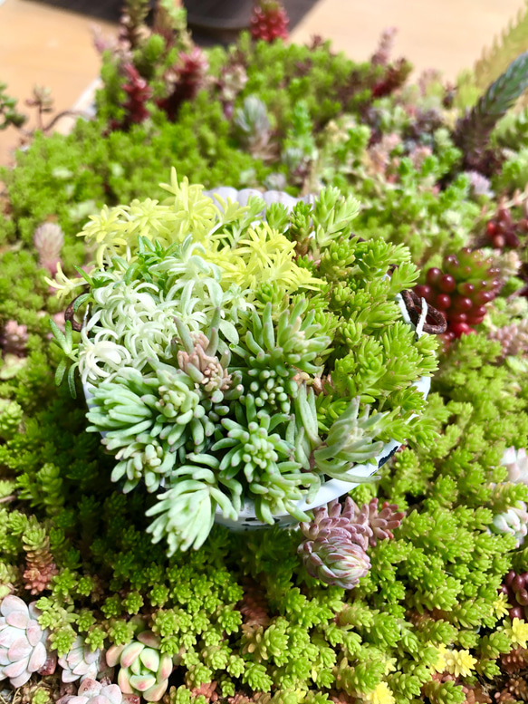 セダムの森(盛り)＊多肉植物＊カット苗 その他素材 ＊N＊ 通販
