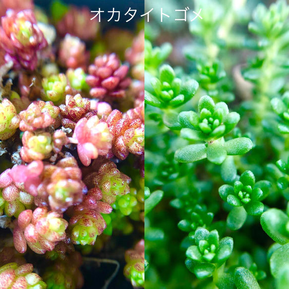 セダムの森(盛り)＊多肉植物＊カット苗 13枚目の画像