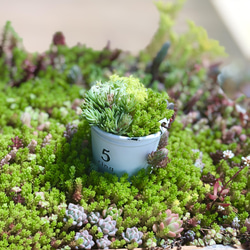 セダムの森(盛り)＊多肉植物＊カット苗 3枚目の画像