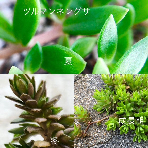 セダムの森(盛り)＊多肉植物＊カット苗 14枚目の画像