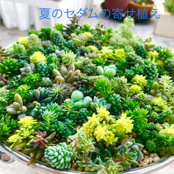 セダムの森(盛り)＊多肉植物＊カット苗 5枚目の画像