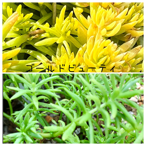 セダムの森(盛り)＊多肉植物＊カット苗 その他素材 ＊N＊ 通販