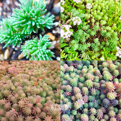 セダムの森(盛り)＊多肉植物＊カット苗 その他素材 ＊N＊ 通販