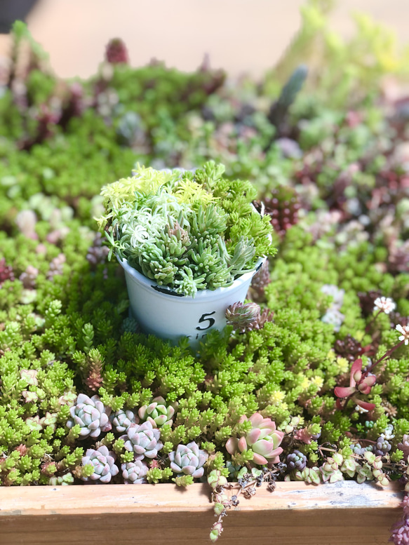 セダムの森(盛り)＊多肉植物＊カット苗 4枚目の画像