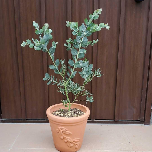 可愛い❤️パールアカシア テラコッタ鉢植え ミモザ カラー