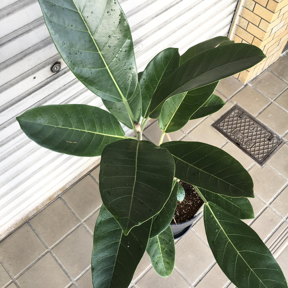 現品 希少 曲がり樹形  フィカス ロイ Ficus benghalensis Roy エコプラ鉢 11枚目の画像