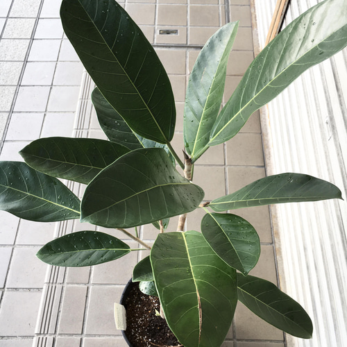 現品 希少 曲がり樹形 フィカス ロイ Ficus benghalensis Roy エコプラ