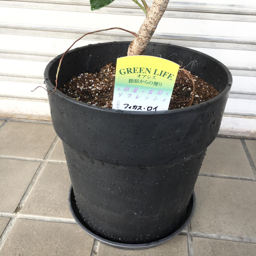 現品 希少 曲がり樹形 フィカス ロイ Ficus benghalensis Roy エコプラ