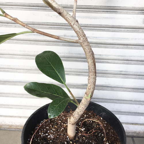 現品 希少 曲がり樹形 フィカス ロイ Ficus benghalensis Roy エコプラ
