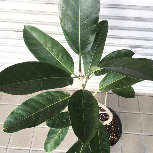 現品 希少 曲がり樹形 フィカス ロイ Ficus benghalensis Roy エコプラ