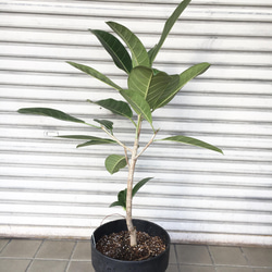 現品 希少 曲がり樹形  フィカス ロイ Ficus benghalensis Roy エコプラ鉢 2枚目の画像