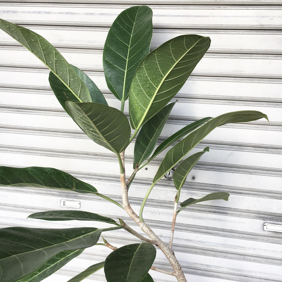 現品 希少 曲がり樹形  フィカス ロイ Ficus benghalensis Roy エコプラ鉢 6枚目の画像