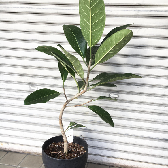 現品 希少 曲がり樹形  フィカス ロイ Ficus benghalensis Roy エコプラ鉢 4枚目の画像