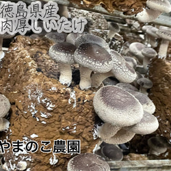 【大特価】クール発送　形が悪く成長してしまったシイタケ３キロ 9枚目の画像