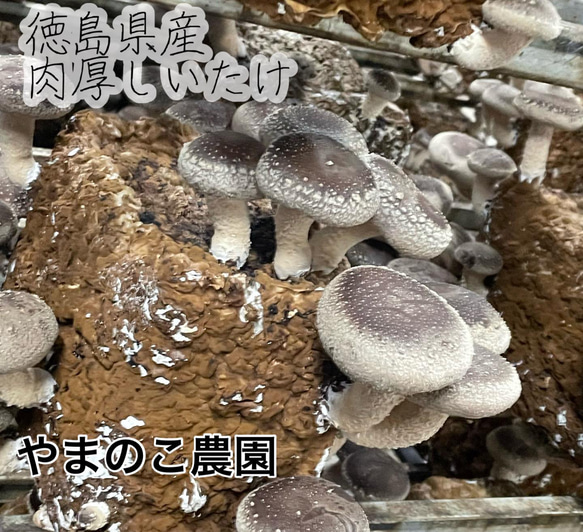 【大特価】クール発送　形が悪く成長してしまったシイタケ３キロ 9枚目の画像